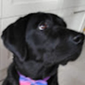 Meet your Posher, Samuel